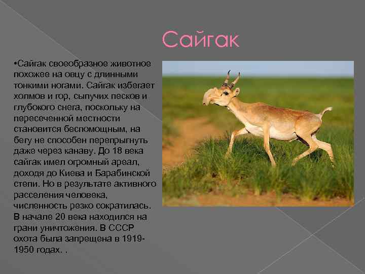 Сайгак: внешний вид, фото, особенности, интересные факты, среда обитания