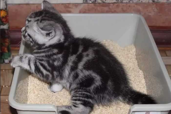 Как воспитывать котенка правильно: советы и рекомендации специалистов - animallist.ru