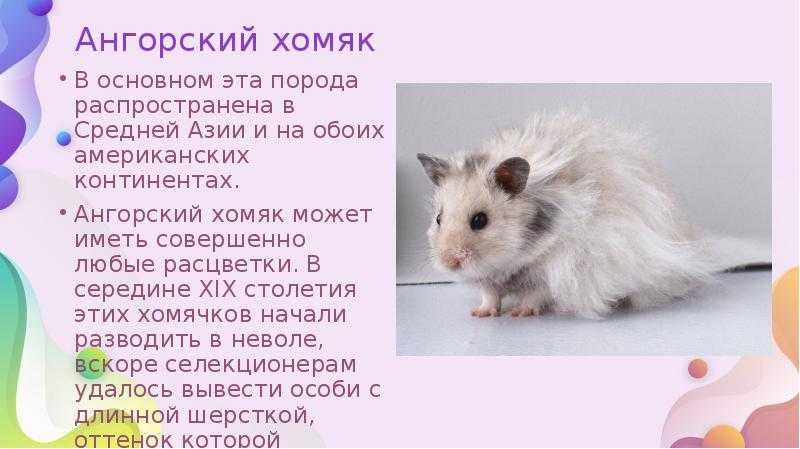 Ангорский хомяк - пушистый лохматый представитель сирийской породы