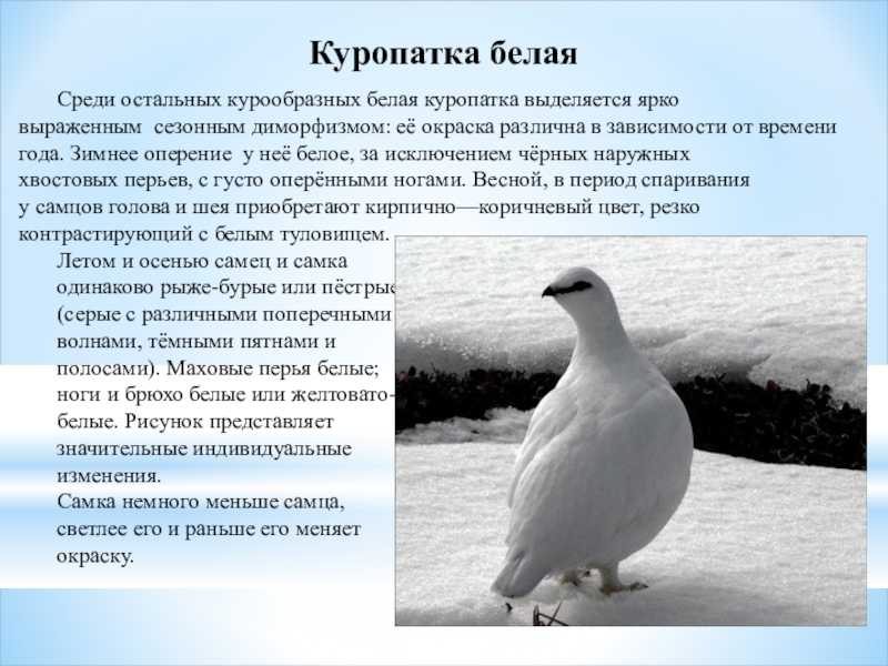 Белая куропатка, фото