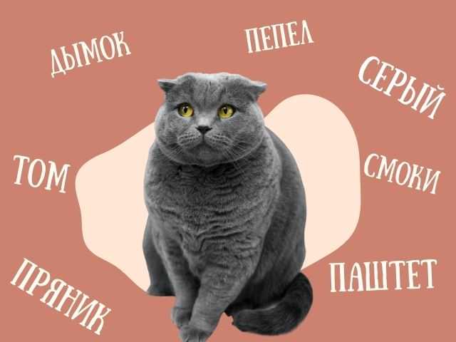 Большой список имен и кличек для сиамской породы, мальчиков и девочек