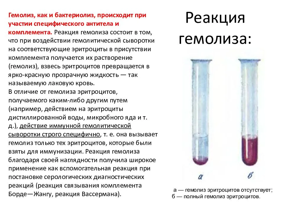 Гемолиз у собаки лечение