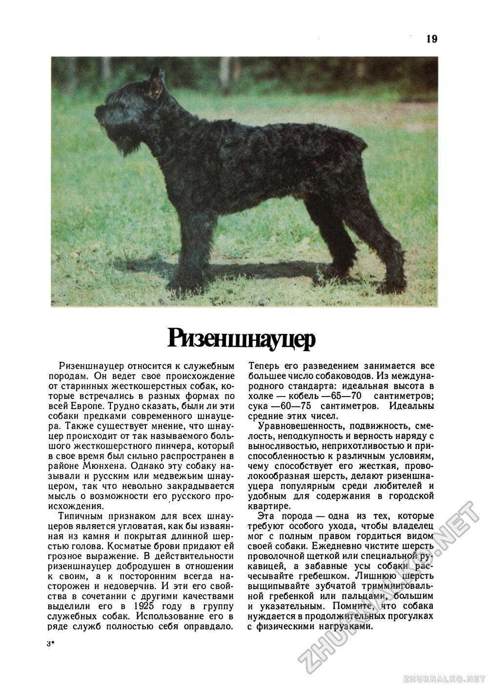 Ризеншнауцер - описание породы, стрижка, дрессировка и другие аспекты ухода за собакой, отзывы владельцев, фото
