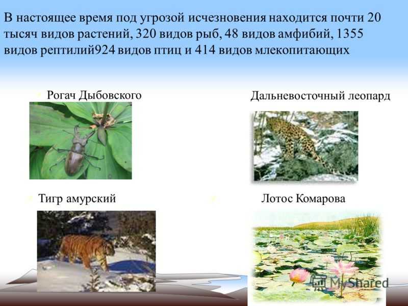 Бабочки из красной книги россии фото и описание для детей 2 класса доклад