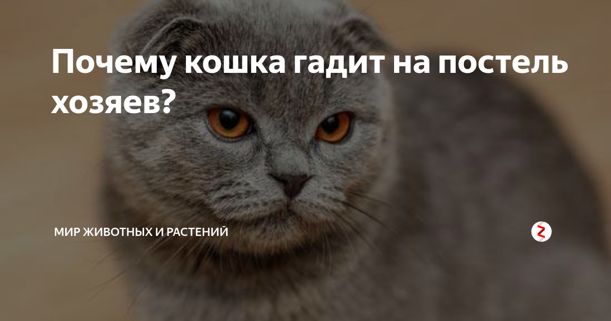 Почему кошка гадит на постель и как отучить ее это делать, видео