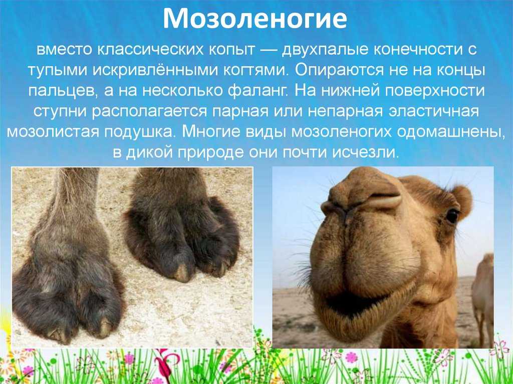 все про мозоленогих животных Фото и краткое описание Список и названия Как выглядят и где обитают Образ жизни и поведение Интересные факты, сообщение и доклад
