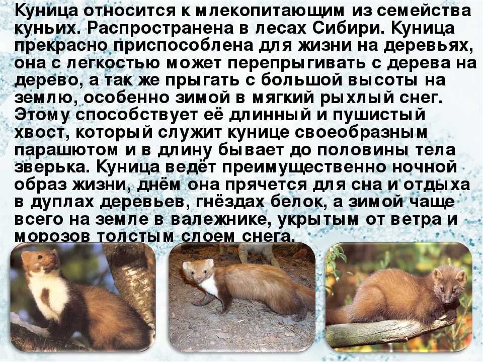 Лесная куница: внешний вид, фото, особенности, интересные факты, среда обитания