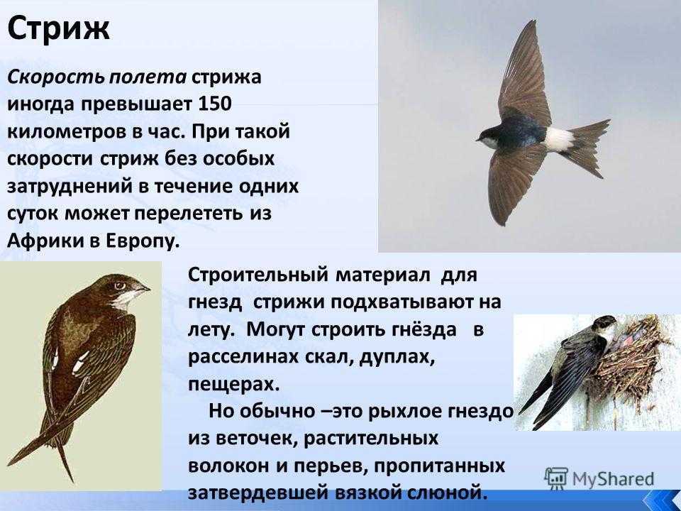 Стриж (80 фото): описание, как выглядит, виды, интересные факты о быстрой птице
