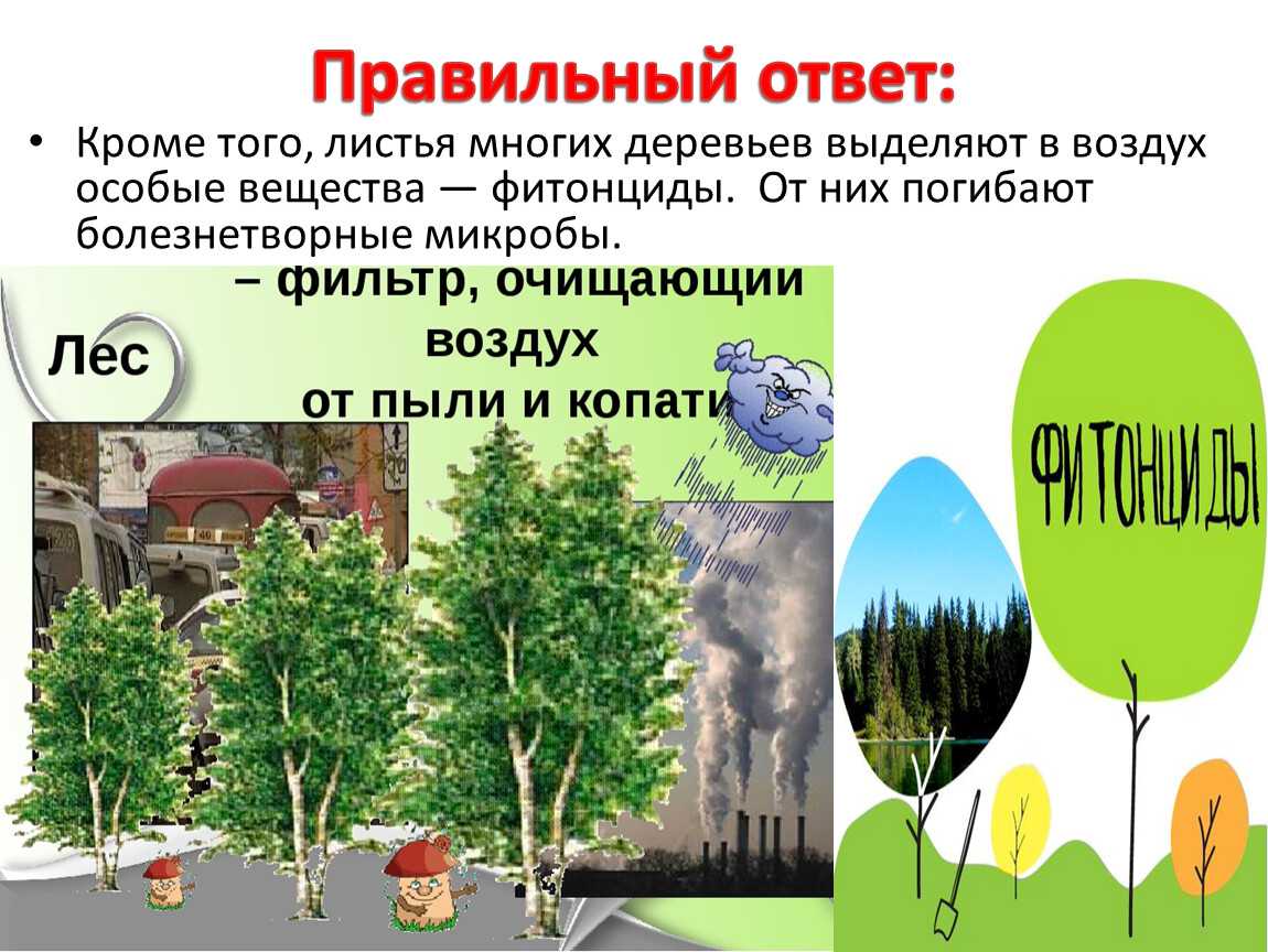 Как лес очищает воздух: удивительные способы и важность
