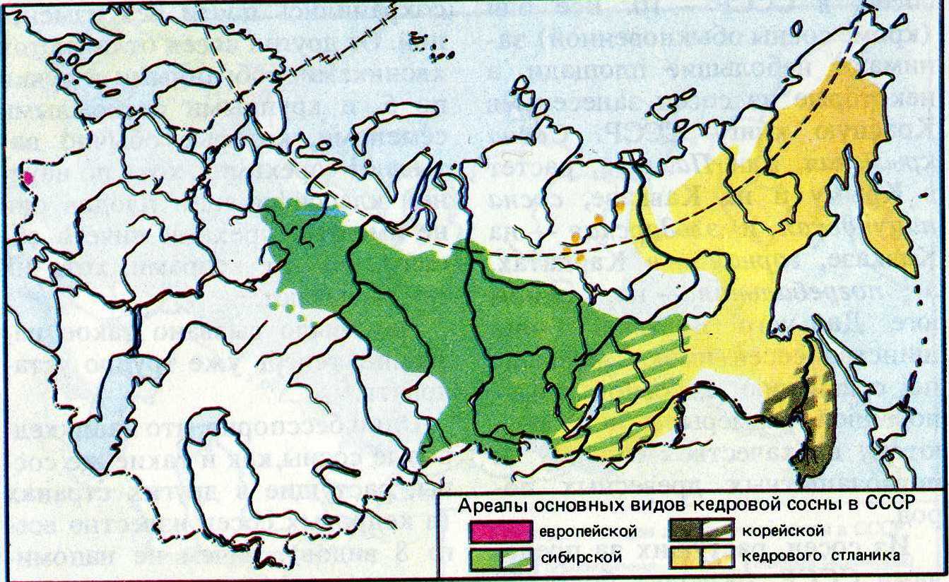 Сообщение-доклад ель (где растет, виды, описание) 2, 3, 5, 7 класс