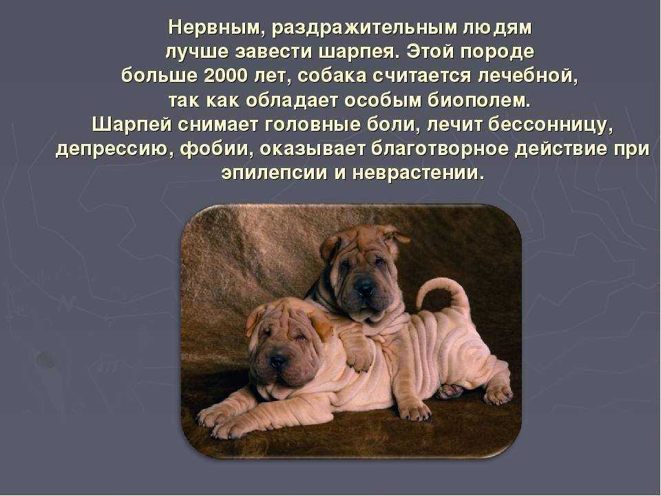 Обзор популярных метисов шарпея: описание внешнего вида и особенностей