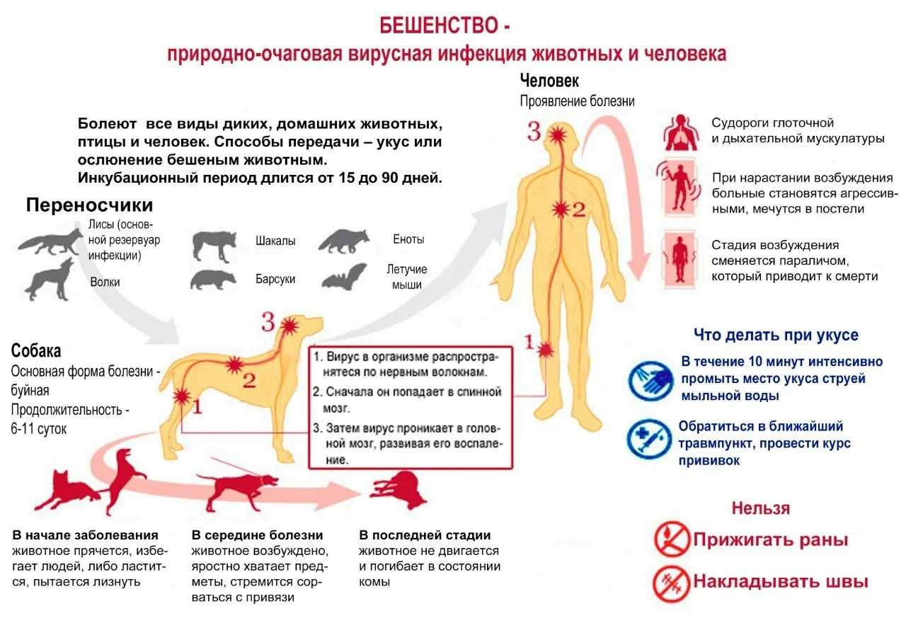 Полиурия и полидипсия у собак - причины и лечение. ветеринарная клиника "зоостатус"