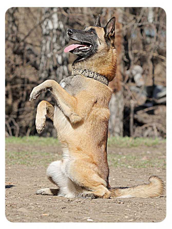 Как научить собаку танцевать на задних лапах под музыку - dogtricks.ru