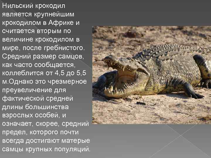 Нильский крокодил, фотографии - животные арктики и антарктики.