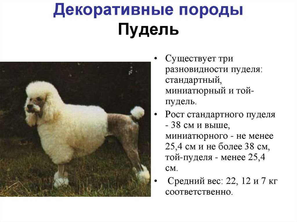 Пудели по fci