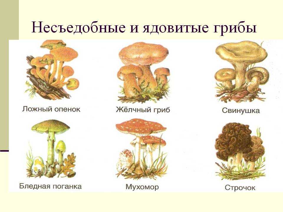 Несъедобные грибы: названия, фото и описания ядовитых грибов