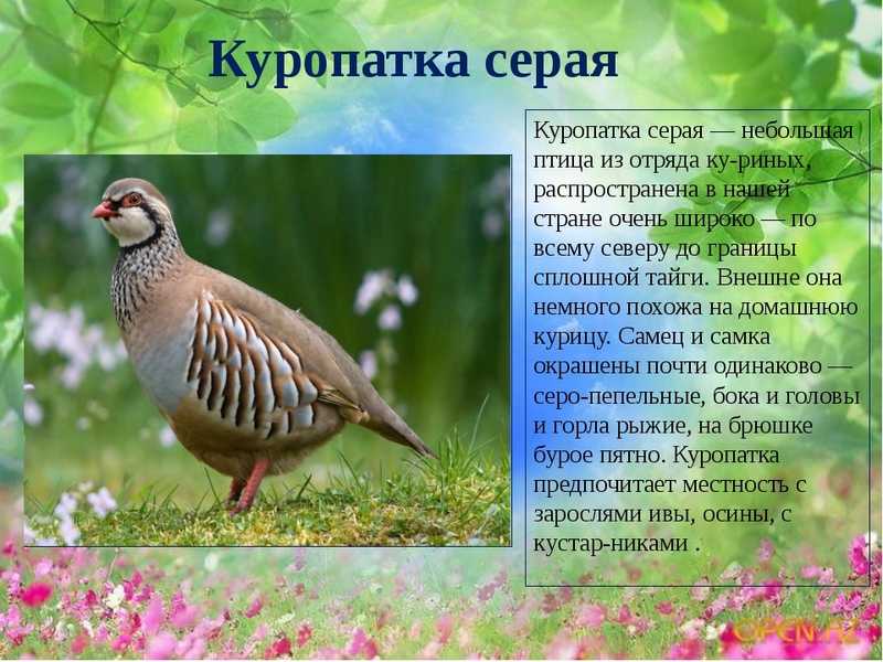 Белая куропатка. среда обитания, особенности породы и питания
