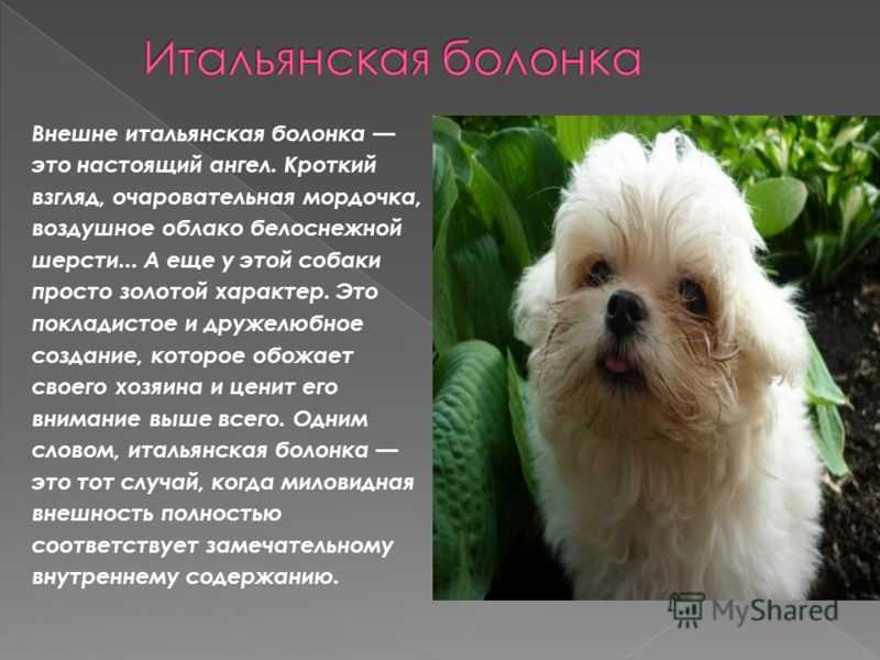Описание итальянской болонки: характеристика породы, внешность, сколько живет
