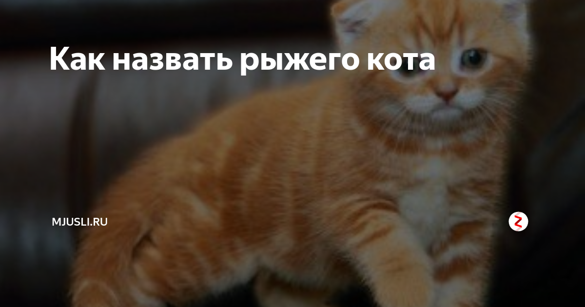 Клички на любой вкус для собак девочек: 285 эксклюзивных имен