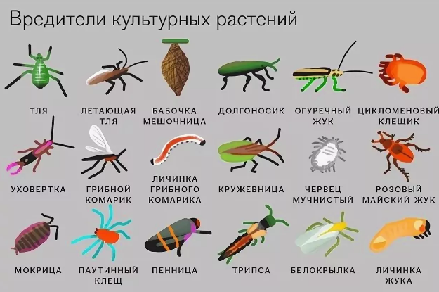 Отряд перепончатокрылые. перепончатокрылое насекомое: виды, описание, особенности строения
