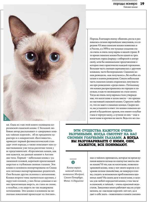 Коротконогие потомки манчкинов — кинкалоу