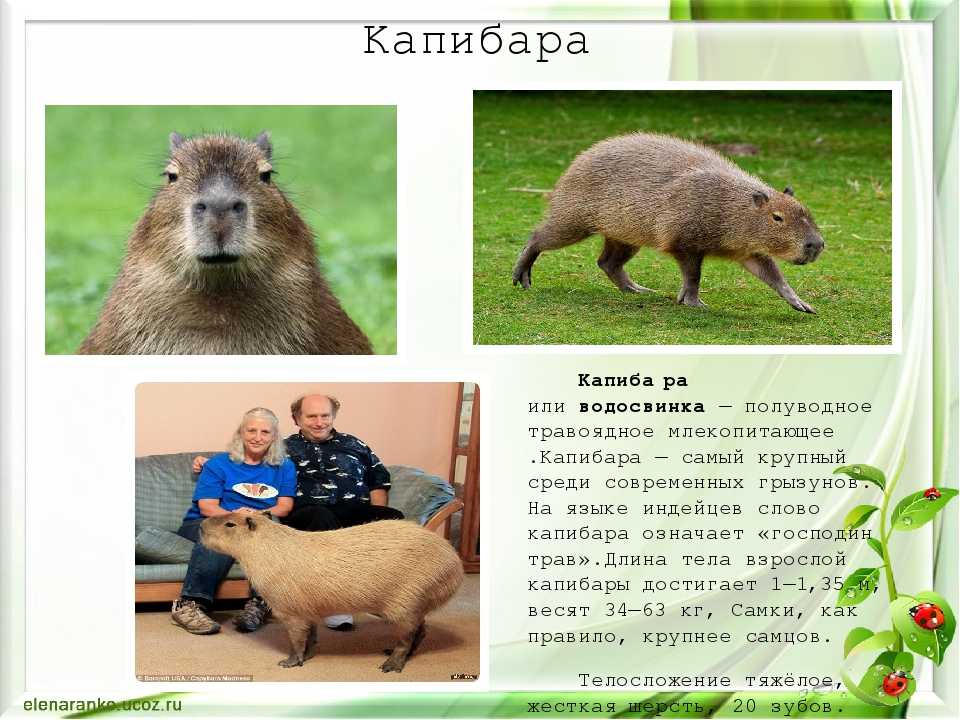 Капибара - самый большой грызун, как выглядит, что ест, можно ли содержать в домашних условиях и другие интересные факты