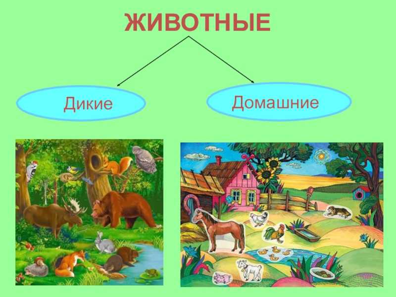 Кролики в дикой природе