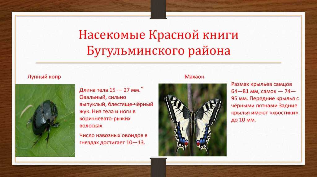 Презентация на тему "насекомые красной книги"
