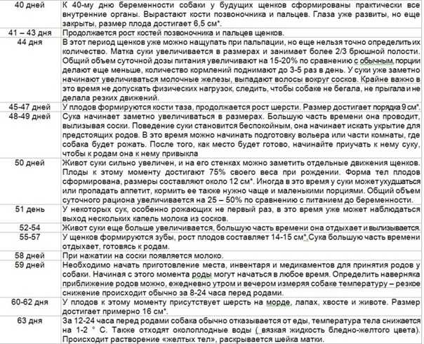 Когда начинают шевелиться щенки у чихуахуа