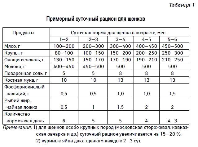 Как выбрать щенка пуделя