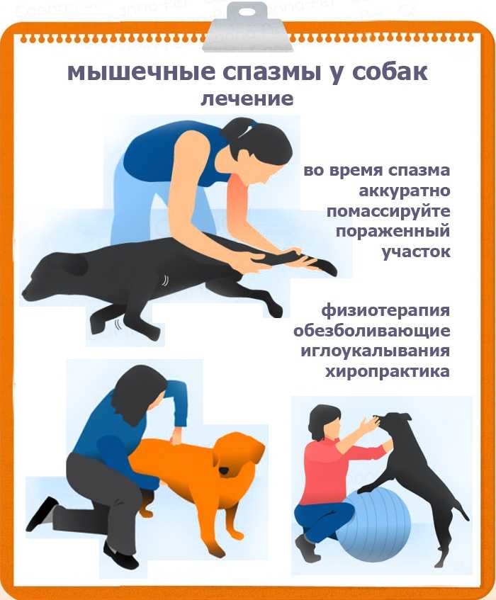 Судороги у собаки или кошки - причины, что делать для оказания первой помощи