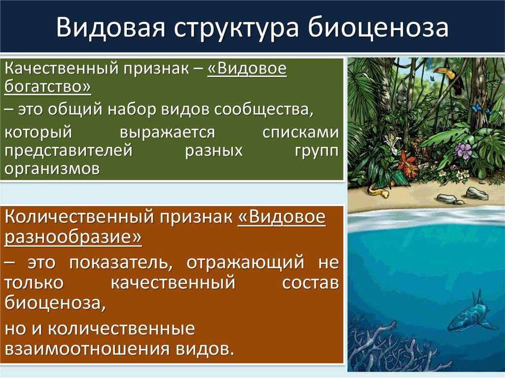 Биоценоз - определение, структура, состав, организмы, примеры и роль