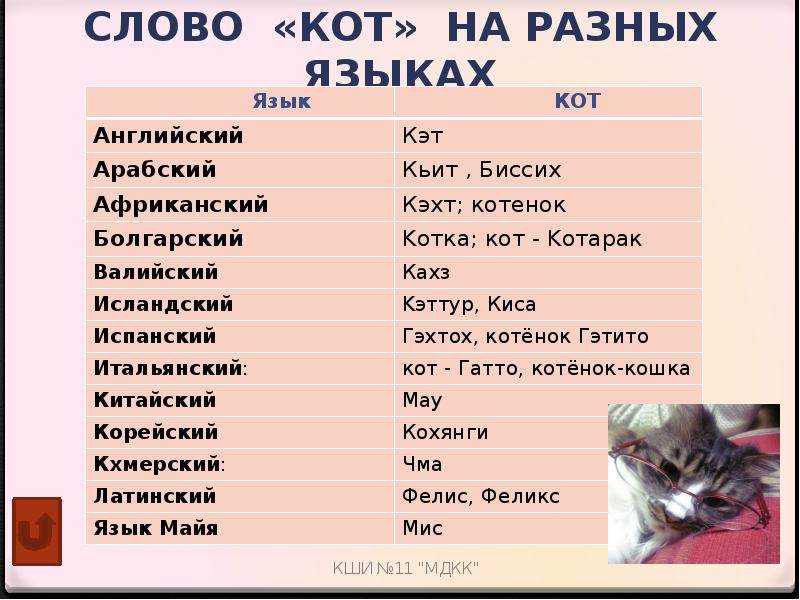 Имена для собак – яркие клички для щенков мальчиков и девочек