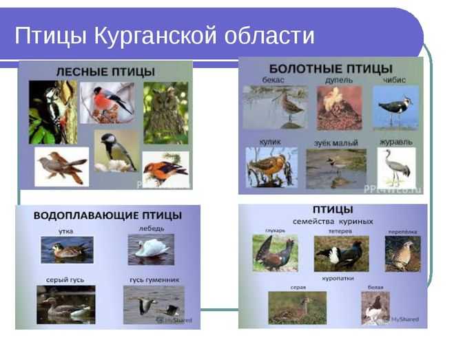 "птицы курганской области"