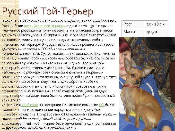 Русский той