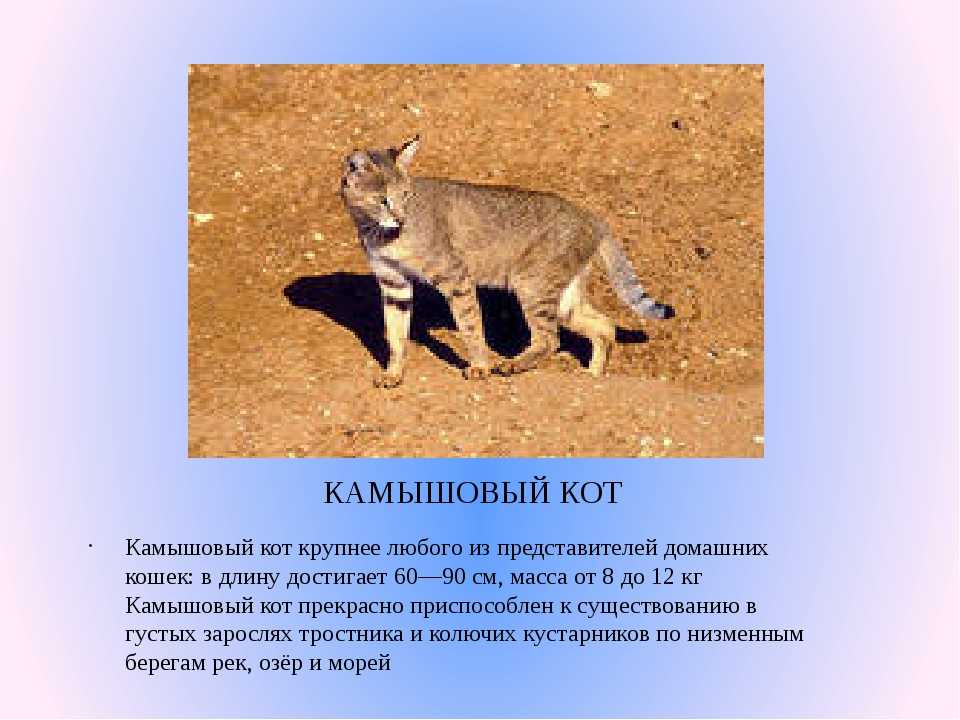 Камышовый кот - кошачьи | некоммерческий учебно-познавательный интернет-портал зоогалактика