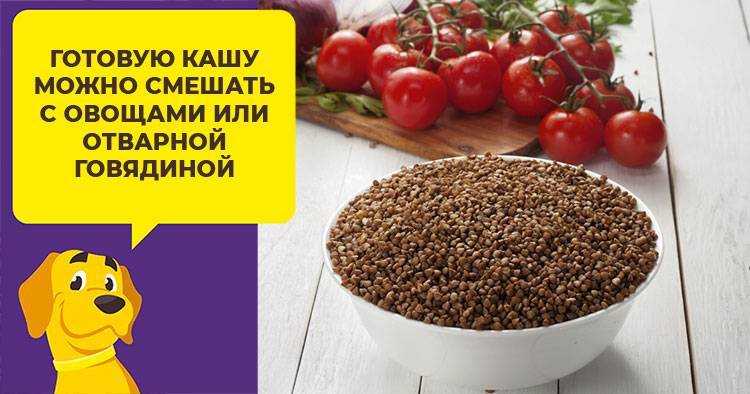 Какие крупы можно добавить в рацион вашей собаки? что будет полезным?