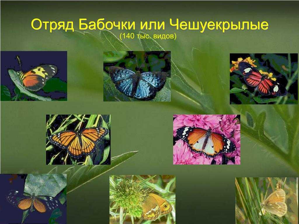 Отряды жесткокрылые, чешуекрылые, двукрылые 7 класс онлайн-подготовка на ростелеком лицей | тренажеры и разбор заданий