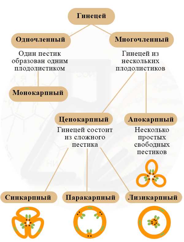 Метаморфоз насекомых. полный и неполный