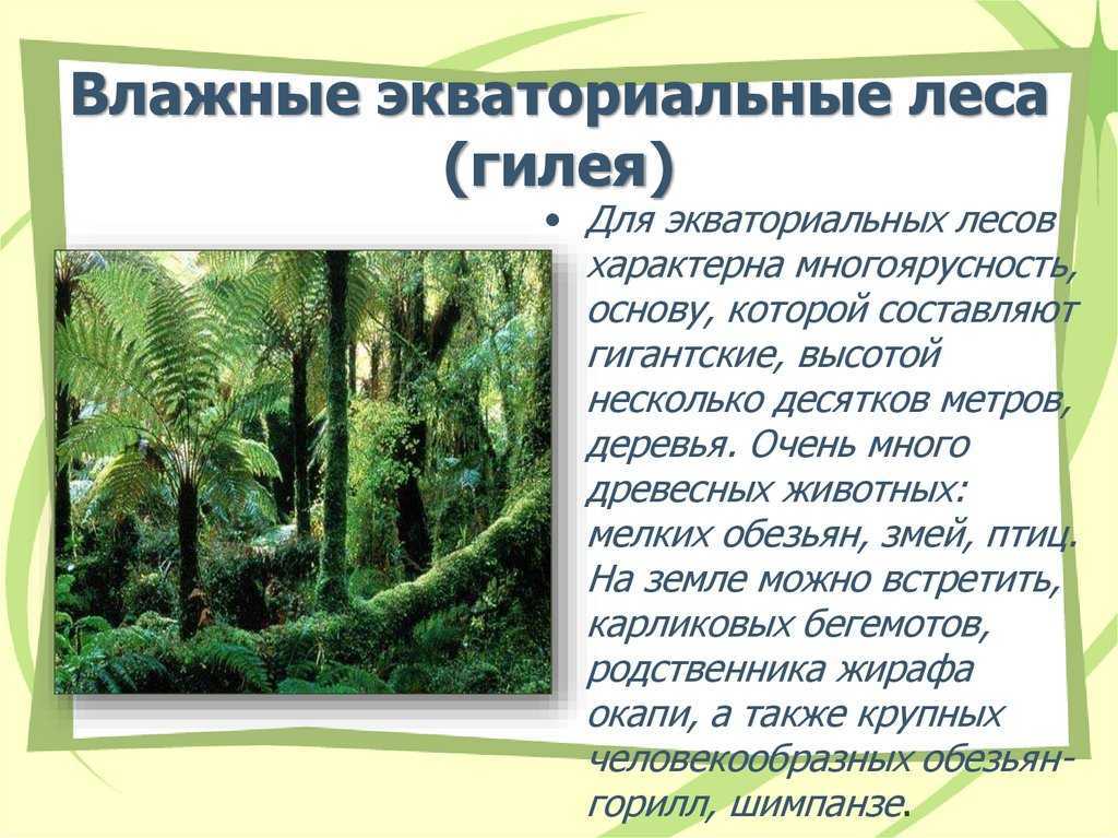 Природные зоны влажных экваториальных лесов