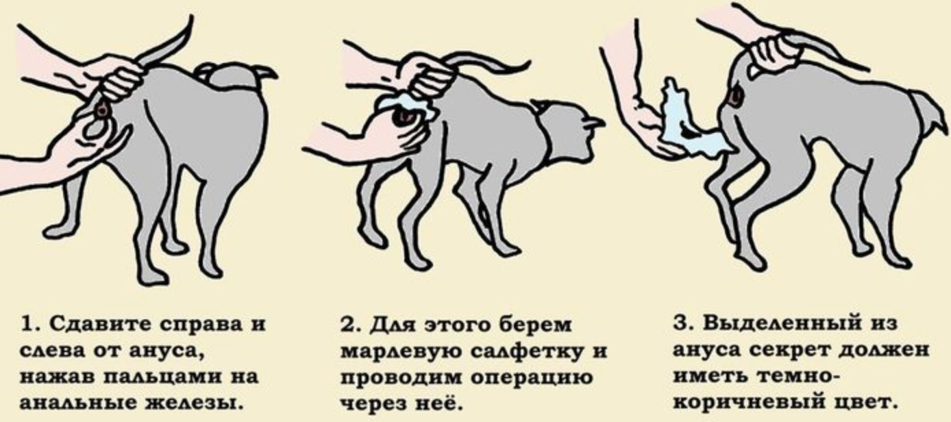 Собака пукает: что делать