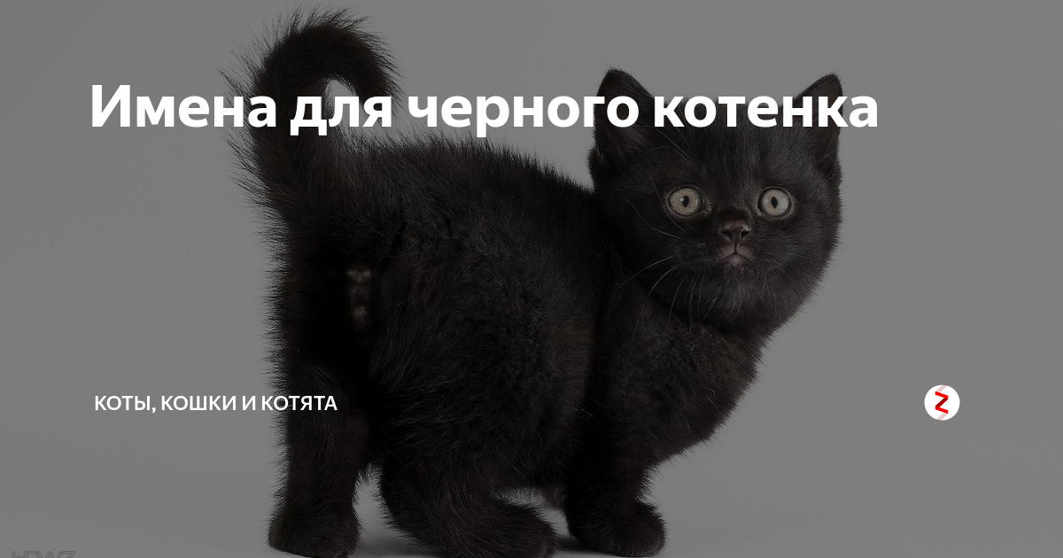 Как назвать трехцветную кошку девочку