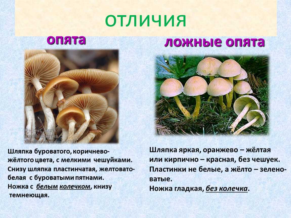 Виды опят: фото и описание съедобных и ложных грибов