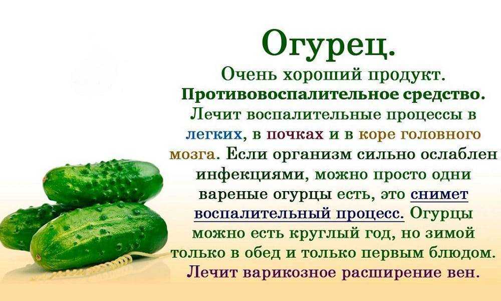 Овощи в рационе собаки | блог ветклиники "беланта"