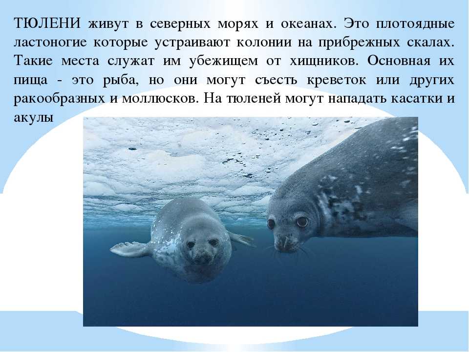 Карибский тюлень-монах: характеристика, среда обитания, причины исчезновения