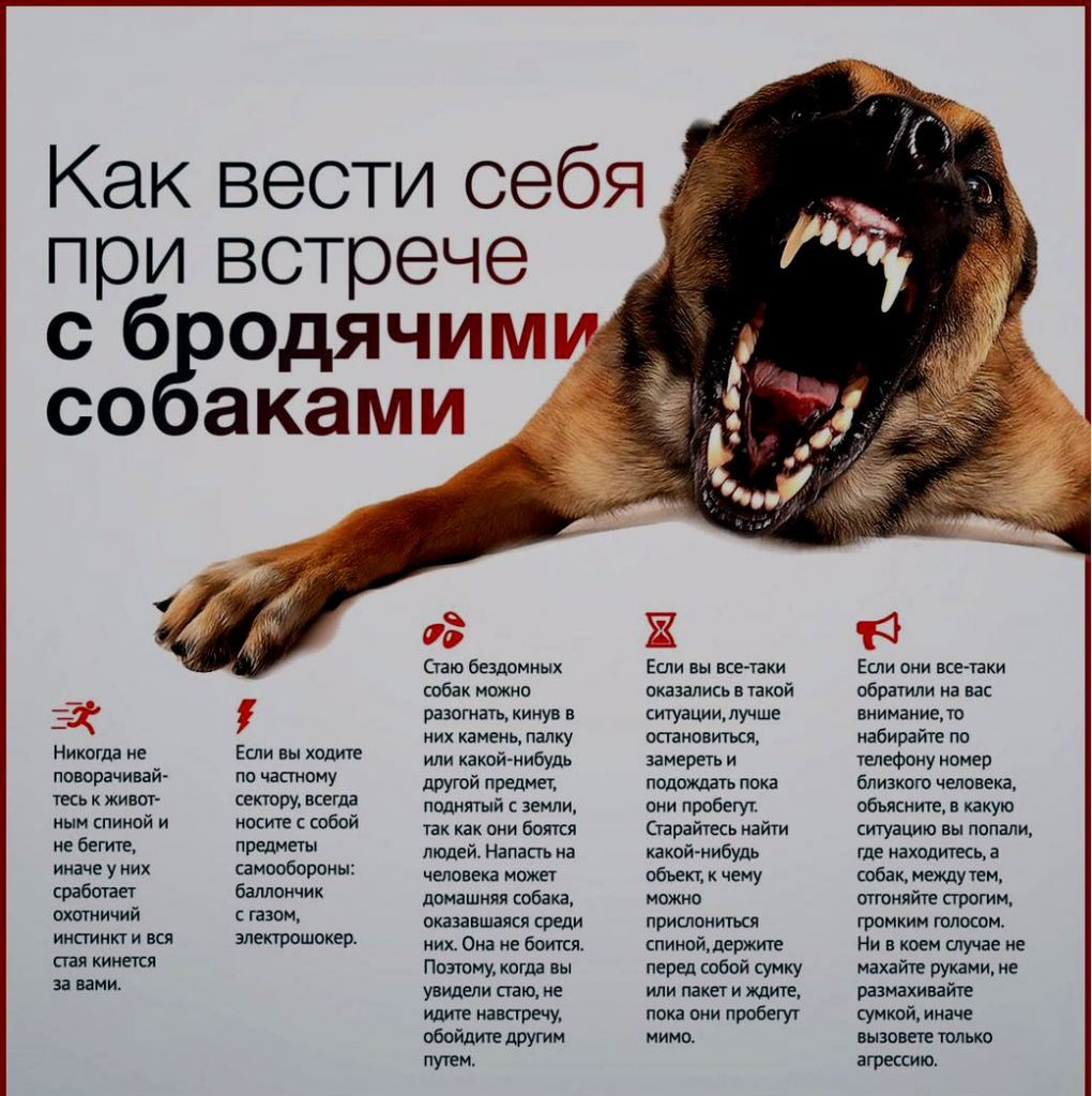 Куда обратиться за помощью: отлов бродячих собак в вашем городе | департамент защиты прав - центр юридической помощи