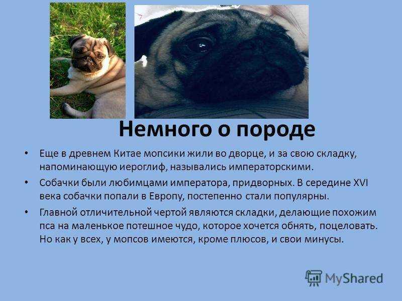 Описание породы мопс, характер и особенности