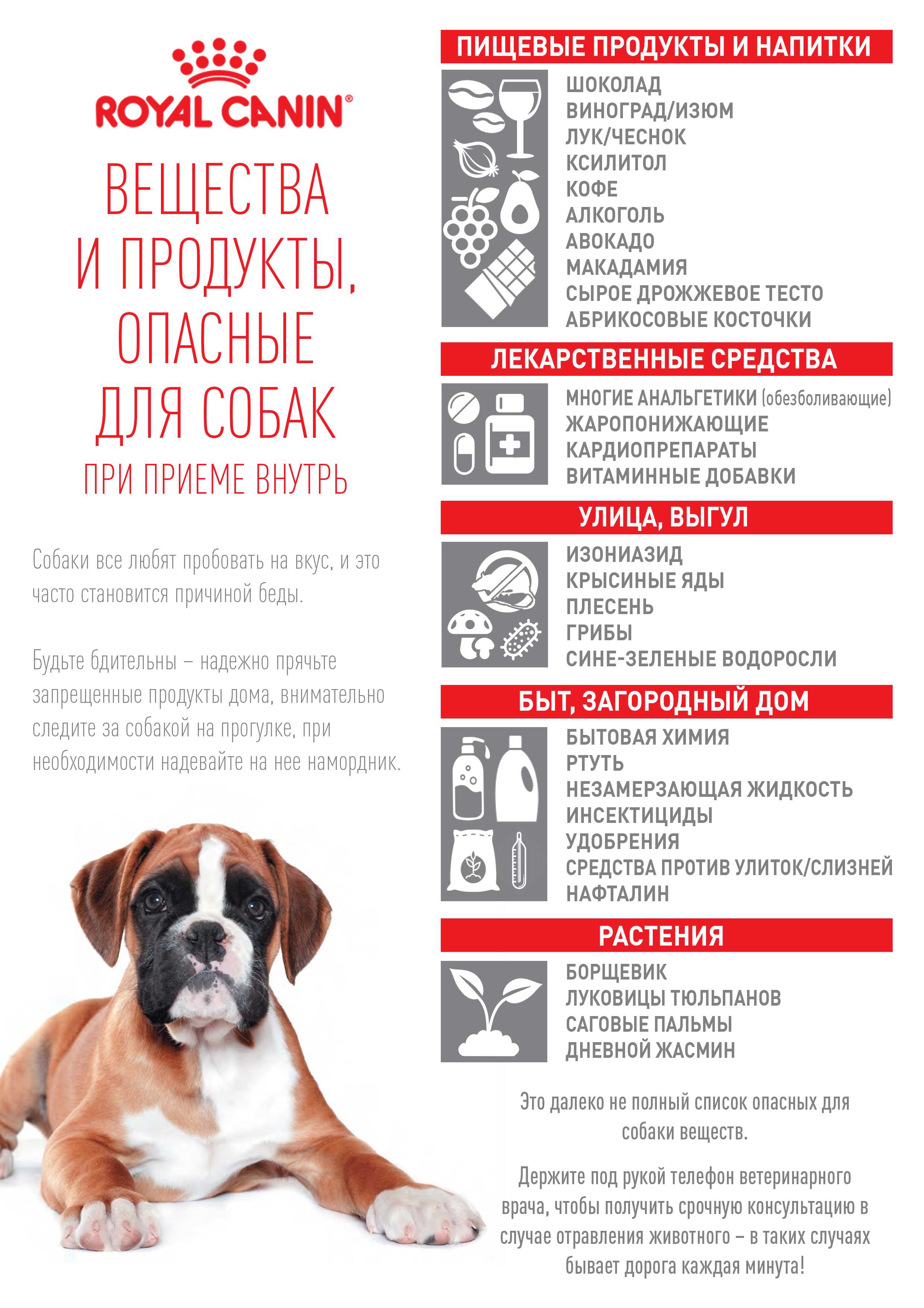 Можно ли давать кости собаке