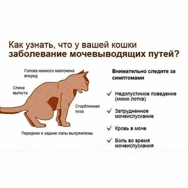 Пукают ли кошки — как узнать что питомец пукает, особенности метеоризма Нарушение питания, кишечные паразиты, клубки шерсти и другие причины газов Варианты лечения животного