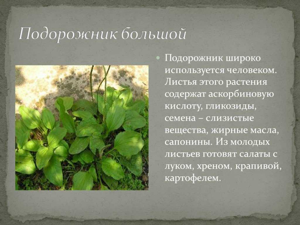 Навыки выживания: дикорастущие съедобные растения и их части